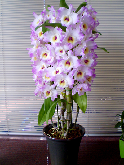 花が終わったら デンドロビュームの花後の管理 Dendrobium Blog