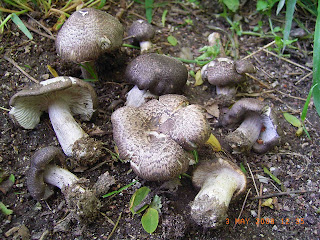 Tricholoma scalpturatum - Negrilla