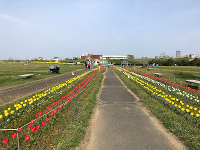 淀川河川公園・太間地区のチューリップと菜の花