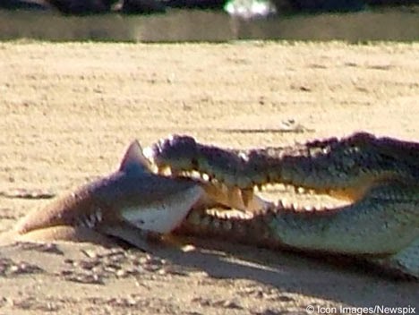 Tirinha Gordo Fresco: Duelo de predadores! Crocodilo devora tubarão cabeça chata