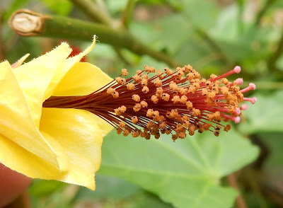 蔓性風鈴花的花