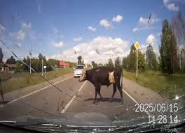 ΣΟΚ Αστυνομικός «εκτέλεσε» αγελάδα που αρνούνταν να φύγει από την Εγνατία οδό έπειτα από τροχαίο ατύχημα  