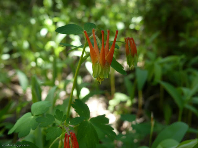 16: red flower with 5 pedistals