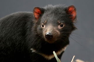 Tasmanian Devil Wallpaper