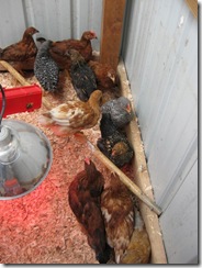 egg day 03