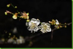 clip_image030
