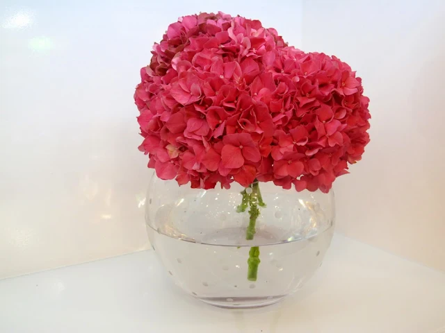 pink hydrangeas