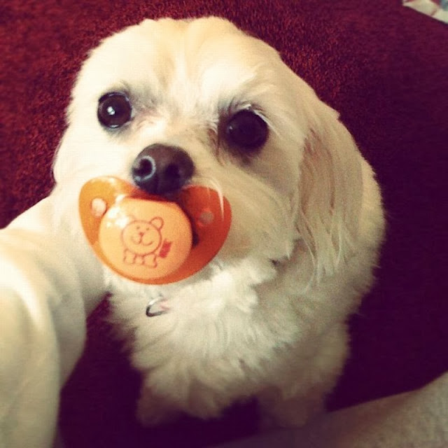 Cute dogs - part 3 (50 pics), cute dog sucks a pacifier