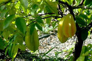 Starfruit tree