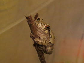 tree frog on small branch