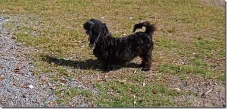 Skruffy saying goodbye to the dogs at the Dog Park, Christmas 2016