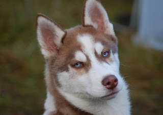 siberian husky, different breeds of dogs pictures