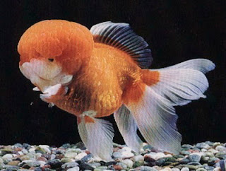 oranda