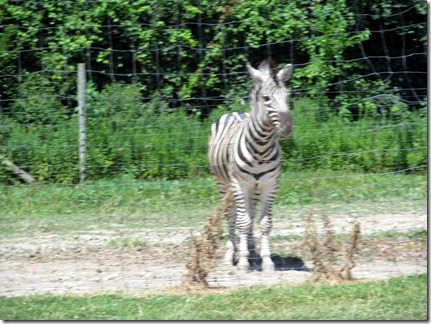 AfrcanSafariWildlfeParkPortClntonOH1