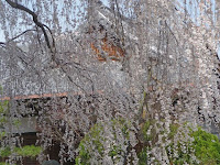 きれいなしだれ桜。