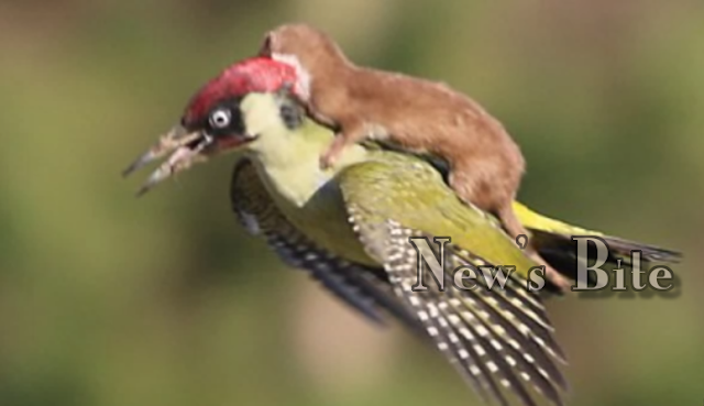 Viral Photo: Woodpecker And  A Weasel Takes A Ride Of Their Life