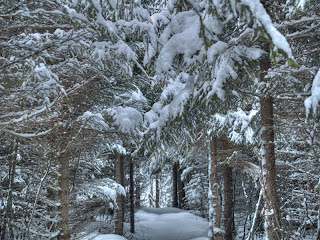 Beautiful Winter Trees Wallpaper