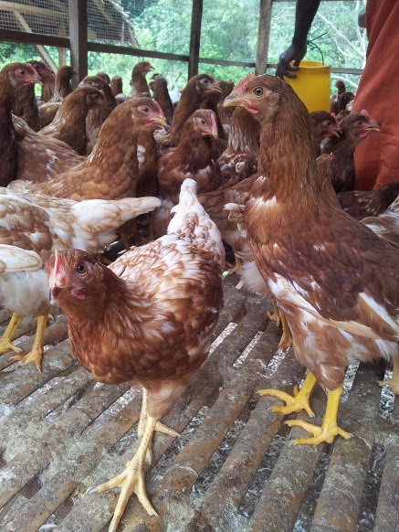 Budidaya Ayam  Petelur  kandang