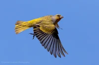 Cape Canary Woodbridge Island Image Copyright Vernon Chalmers