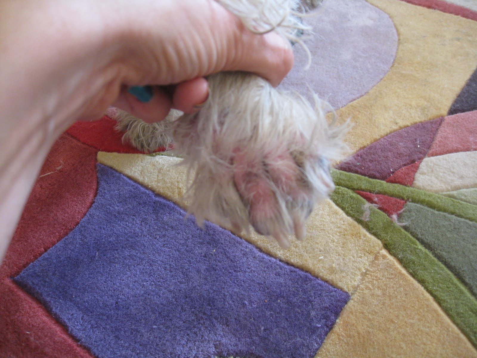 Westie Skin Allergies