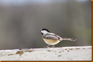 IMG_5932