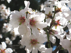 Almond tree