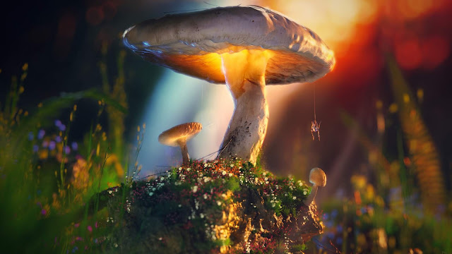 Mushroom, Plants, Macro, Artist, Artwork, Digital Art, Hd, 4k, 3D Images