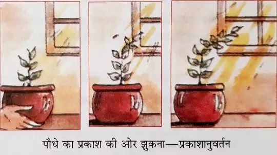 पौधों पर प्रकाश का प्रभाव दिखाने के लिए प्रयोग (Effect OF Light on Plants)