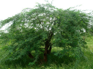 Babool Tree