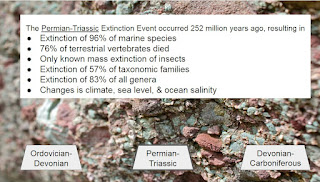 The Permian-Triassic Extinction Event occurred 252 million years ago, resulting in  Extinction of 96% of marine species 76% of terrestrial vertebrates died Only known mass extinction of insects Extinction of 57% of taxonomic families Extinction of 83% of all genera Changes is climate, sea level, & ocean salinity