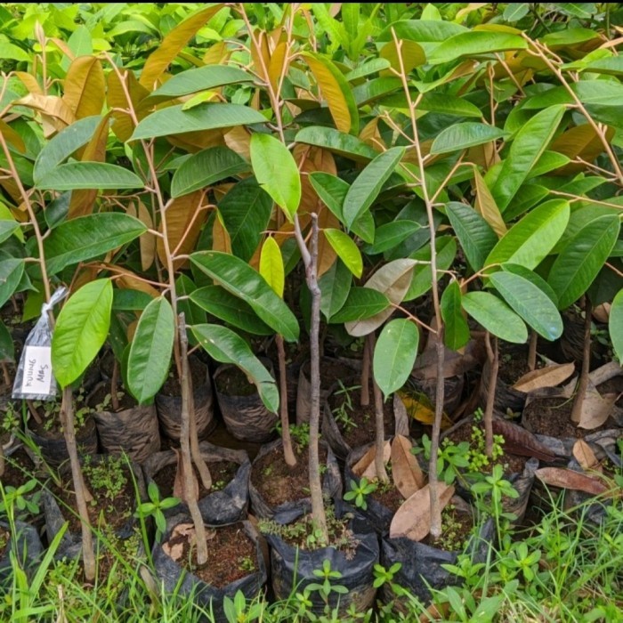 pohon durian kuning emas tanaman terlaris Pasuruan