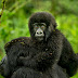Where to go gorilla trekking: Rwanda vs. Uganda?