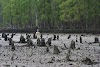 What is the Best Time to Visit Sundarban? (+What to Do In and Around the Park)