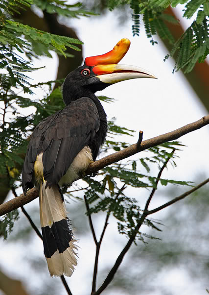 BERITA KALIMANTAN  Burung Khas Kalimantan 