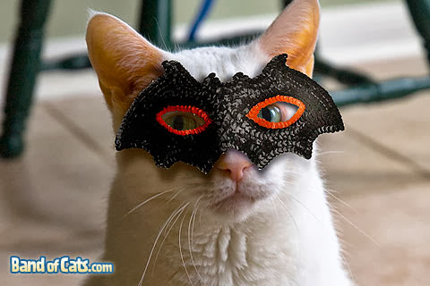cat mask costume, halloween costume for pet