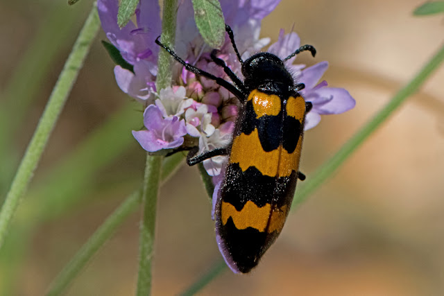Mylabris variabilis a blister beetle