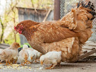 Vaksinasi terhadap unggas dan manfaat vaksinasi pada ayam.