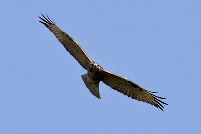 Common Buzzard