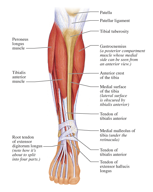 Calf Muscles - Posterior Compartment - Superficial