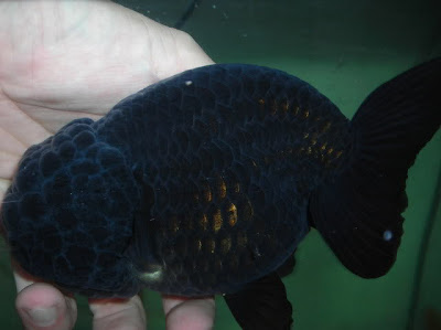 Image result for Ikan koki hitam besar