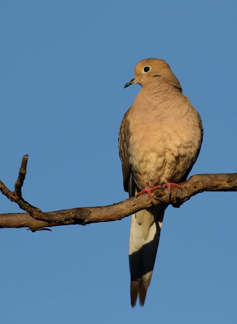 Mourning Dove