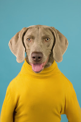 صورة كلب بملابس صفراء ، صور كلاب مضحكة ، حيوانات بدقة 4K