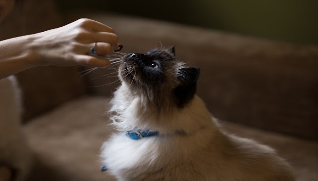 Can cats eat seaweed?