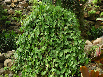 Philodendron scandens - Velvet Leaf Philodendron care