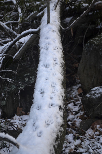 racoon tracks on a snowy log