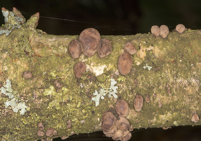 King Alfred's Cakes, Daldinia concentrica, on Silver Birch.  Beckenham Place Park, 7 December 2013.