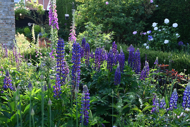 Lupine, de witte roos in de achtergrond is Maria Mathilda