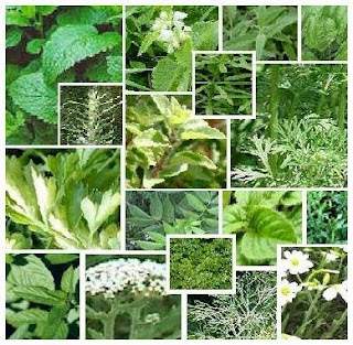 9 Daun Tumbuhan Tanaman Obat Mata , Berair , Minus , Plus , Kabur , dan Katarak -Medicinal Plants Eyes