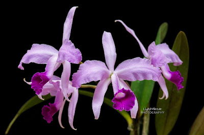 Cattleya lawrenceana care and culture