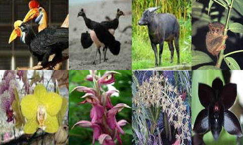  Flora dan Fauna di Indonesia Kumpulan Materi Sekolah dan 